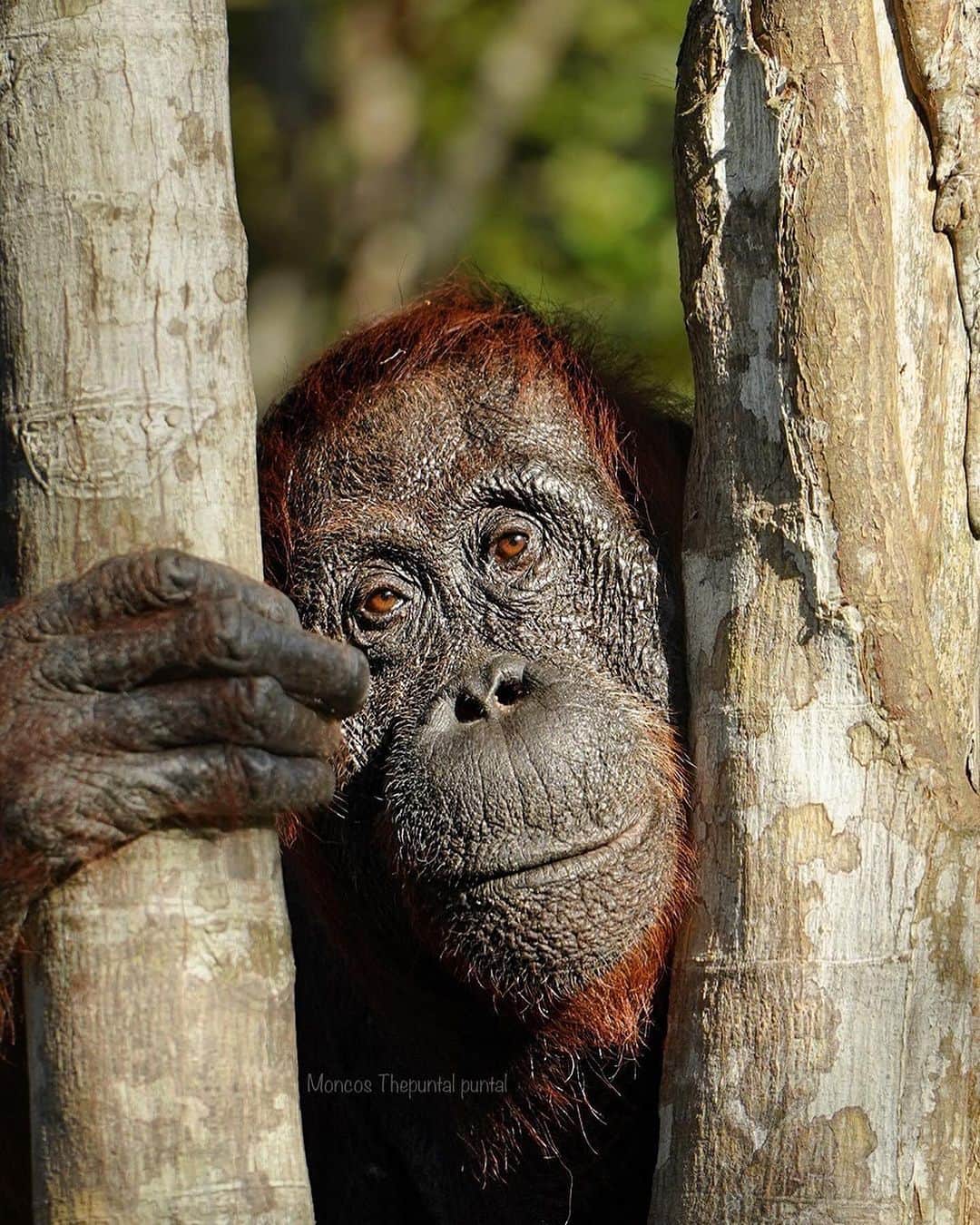 OFI Australiaのインスタグラム：「Look at this gorgeous, kind, wise face. 🥰 Sandra is a rehabilitated ex-captive orangutan. She now lives wild and free in Tanjung Puting National Park, Central Kalimantan, Borneo.  Thank you for this lovely photo @moncos_thepuntal_puntal   #tanjungputingnationalpark #OrangutanRehabilitation #ofi #SaveOrangutans #borneo」