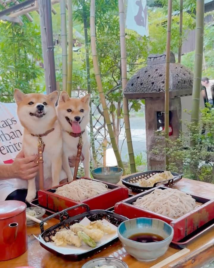 豆柴にこちゃんのインスタグラム：「🐶 深大寺 #八起 で お蕎麦とクリームあんみつ を食べたよ〜  #VIVANT で乃木と櫻井司令が話してた ベンチの後ろの席👍  暑い日は蕎麦がおいしいなぁ あんみつって何十年ぶりに 食べたんだろ🍧  #柴犬#豆柴#mameshiba #shibastagram#japanphoto#shibainu#犬#shibainumania#犬のいる暮らし#shiba_snap#shibainupuppy#多頭飼い#dog#いぬすたぐらむ#puppy#dogstagram#instadog #doglover#pecoいぬ部#pecotv#いぬのきもち部#狗#子犬#barked#9gag#9gagpets#시바견」