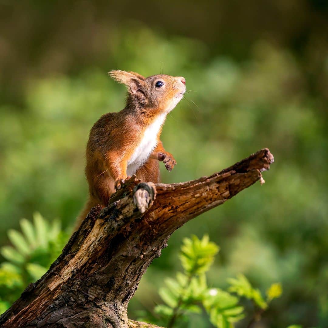 アニマルプラネットさんのインスタグラム写真 - (アニマルプラネットInstagram)「Golden hour ☀️✨  A eurasian red #squirrel basks in the sun in Stonehaven, UK.  📷: Andy Wilson  #Animals #Nature」8月26日 22時00分 - animalplanet