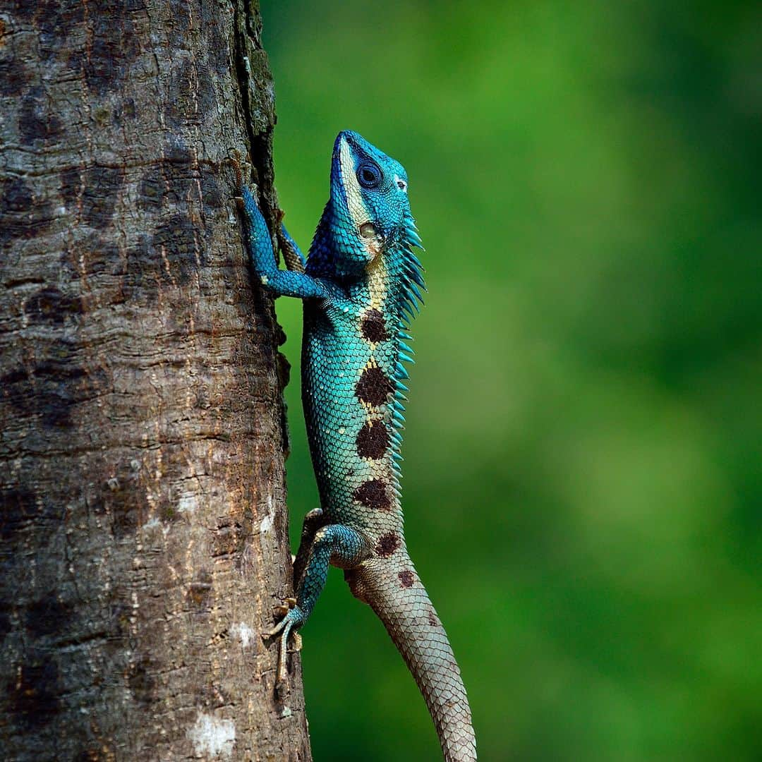 Discoveryさんのインスタグラム写真 - (DiscoveryInstagram)「So blue! 💙  A blue-crested #lizard climbs a tree trunk.  #ColorInNature」8月26日 22時00分 - discovery