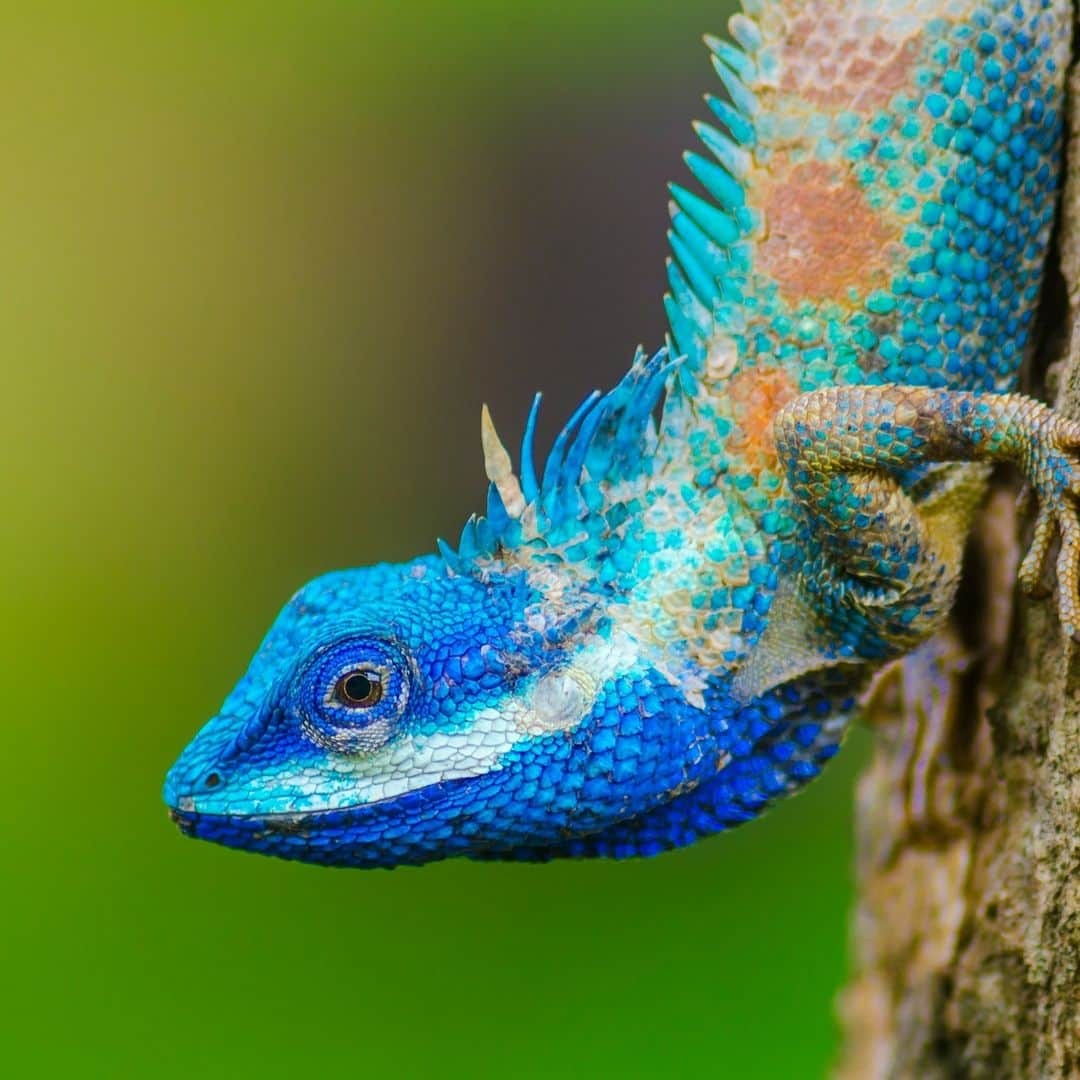 Discoveryさんのインスタグラム写真 - (DiscoveryInstagram)「So blue! 💙  A blue-crested #lizard climbs a tree trunk.  #ColorInNature」8月26日 22時00分 - discovery