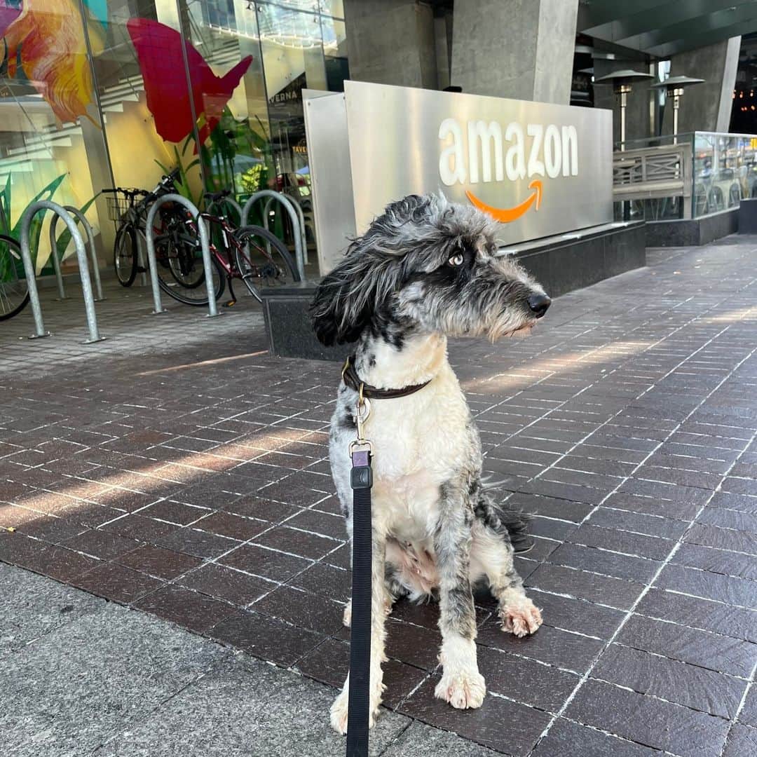 Amazonさんのインスタグラム写真 - (AmazonInstagram)「We sure do love our pups here at Amazon, and it all started with Rufus the corgi.   In the early days of Amazon.com, a husband and wife team brought their Welsh corgi, Rufus, to work with them, and he became a surprisingly productive part of the team. Employees would even use Rufus's paw to click the computer mouse to launch some of the earliest pages of Amazon.com.  Rufus's memory is still honored at Amazon: There are photos of him around our offices, and we even have a building named after him. And now, thousands of office dogs follow in Rufus's paw steps.   Having dogs in our workplace has been found to lower stress and boost morale, and we're proud this is such a uniquely Amazonian tradition. Happy International Dog Day! 🐶 🐾」8月26日 22時16分 - amazon