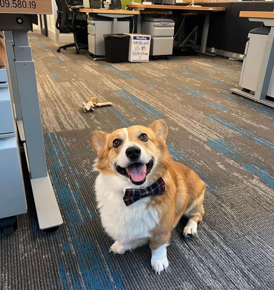 Amazonさんのインスタグラム写真 - (AmazonInstagram)「We sure do love our pups here at Amazon, and it all started with Rufus the corgi.   In the early days of Amazon.com, a husband and wife team brought their Welsh corgi, Rufus, to work with them, and he became a surprisingly productive part of the team. Employees would even use Rufus's paw to click the computer mouse to launch some of the earliest pages of Amazon.com.  Rufus's memory is still honored at Amazon: There are photos of him around our offices, and we even have a building named after him. And now, thousands of office dogs follow in Rufus's paw steps.   Having dogs in our workplace has been found to lower stress and boost morale, and we're proud this is such a uniquely Amazonian tradition. Happy International Dog Day! 🐶 🐾」8月26日 22時16分 - amazon