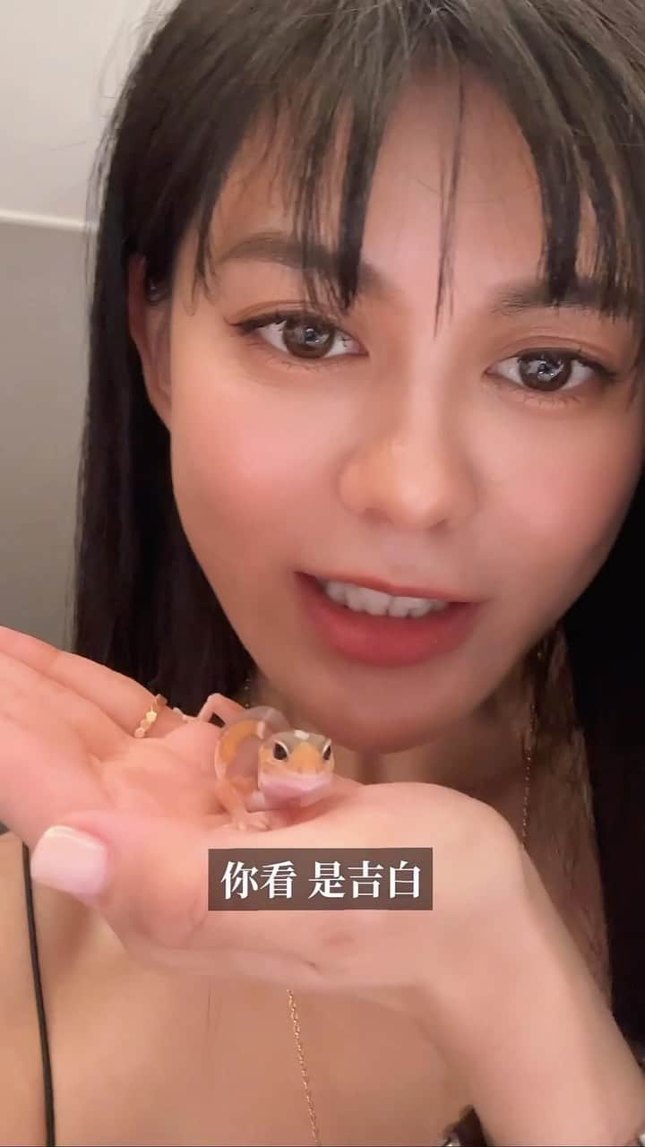 のインスタグラム：「大家好，我的名字叫做吉白，我是肥尾守宮，長輩說我是顏色鮮豔的壁虎…」