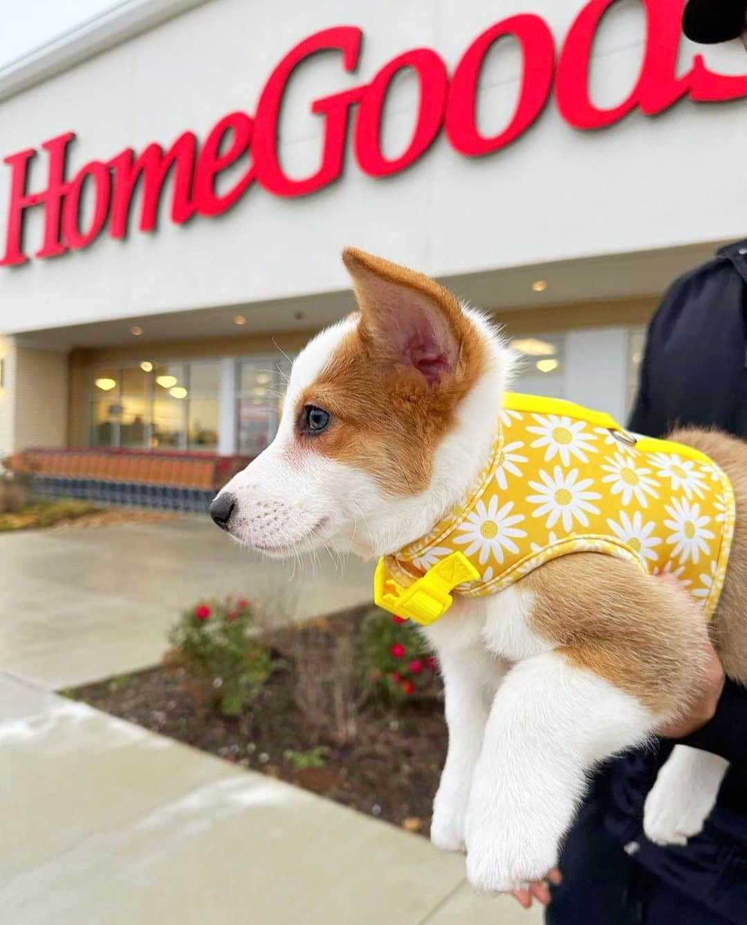 HomeGoodsさんのインスタグラム写真 - (HomeGoodsInstagram)「Happy #NationalDogDay to all the furry #HGFinders out there! (📸: @ms.rosiethecorgi)」8月26日 22時22分 - homegoods