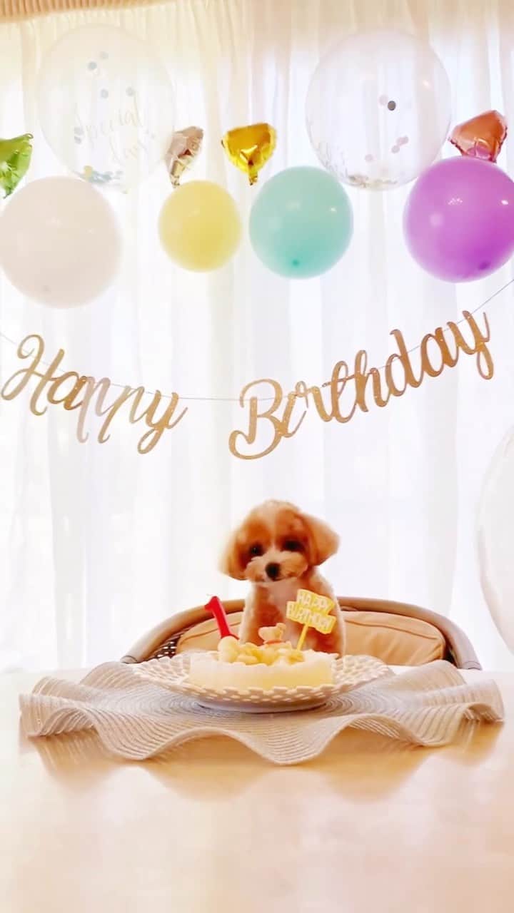 のインスタグラム：「HAPPY BIRTHDAY!!! うにてぃあん🐶🤍 一歳おめでとう！桜井家の家族になってくれてありがとう♡ これからも家族みんなで沢山思い出つくろーね☺️  2023.8.26  #うに #マルプー  #両親のお祝いへの熱力に笑った 🥂」
