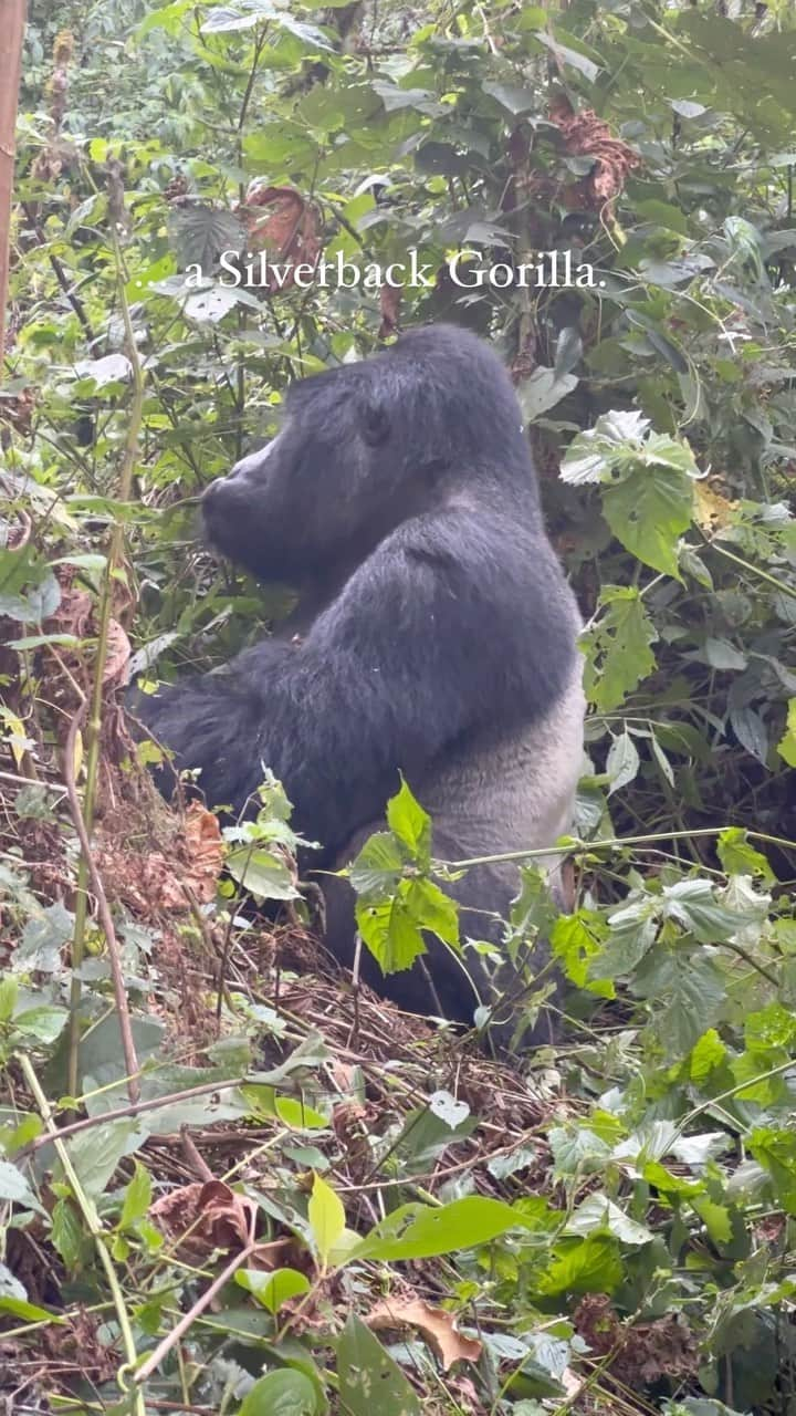 アリサ・ラモスのインスタグラム：「Be honest. What would you do if you were fake strolling through a jungle for a video, then you look over and see a Silverback gorilla? 🦍😬  You know my answer…I immediately grabbed the camera so I could make a video of him! 😂  Although I’ve seen Silverbacks charge (right next to me, never at me), I’m still surprisingly not afraid of them, and always cherish the one hour I get to spend with them on these intense treks.  Gorilla trekking is actually one of my top 5 travel experiences that I’ve done so far, and I’d highly recommend doing it! ….preferably on my last gorilla group trip next year 😂  EDIT: I forgot that wearing a face mask triggers some people for some weird reason….in case you’re wondering why I’m wearing one, it is MANDATORY by the national parks to wear one around gorillas since they can catch human diseases which could easily kill them off. If you have a problem with it, stay home and don’t experience this incredible adventure! 😁  #mountaingorilla #silverback #silverbackgorillas #mylifesatravelmovie #mylifesatraveltribe #travelblogger #travelphotographer #uganda #bwindi」