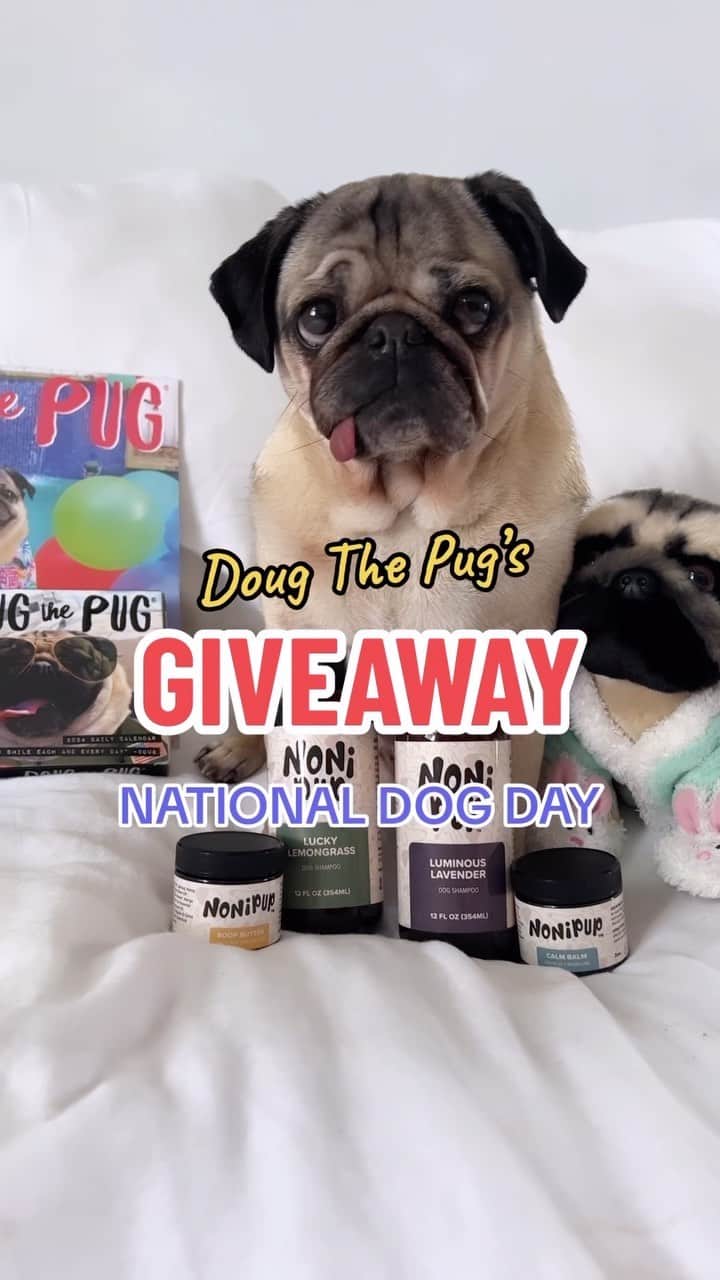 itsdougthepugのインスタグラム：「NATIONAL DOG DAY GIVEAWAY!!! Enter to win my @nonipup products, new 2024 calendar set, and a plushie!   Here’s how to enter:  1. Share this reel in your stories  2. Follow @nonipup 3. Tag as many people u want in SEPARATE comments, each comment is a new entry!    Random winner will be announced BELOW. Good luck! Our @nonipup products are now available on www.nonipup.com and the calendars are out now on Amazon if you wish to purchase  for a dog parent today!  #nationaldogday #giveaway」