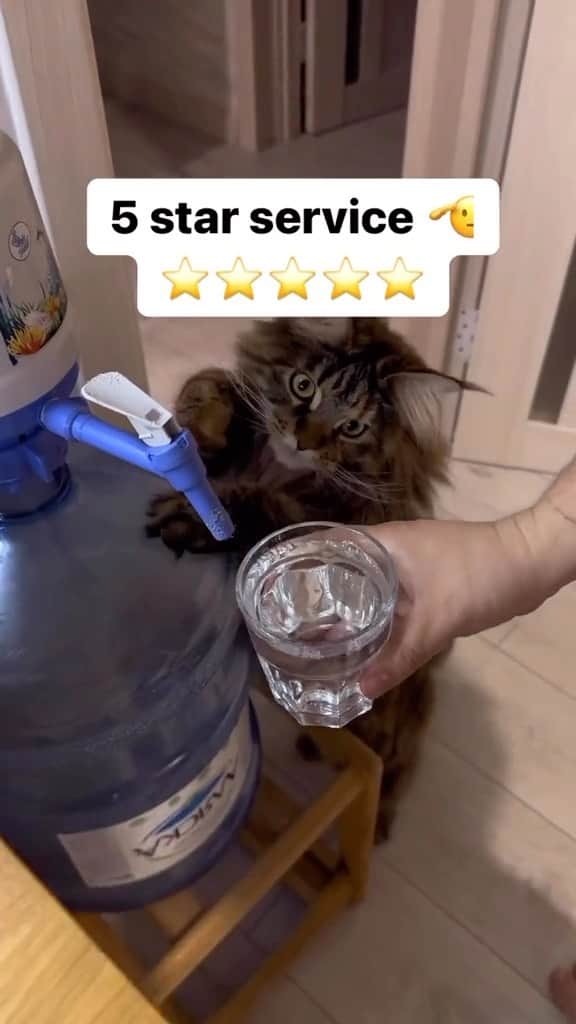 Cute Pets Dogs Catsのインスタグラム：「Look at his eyes, his paws, the concentration the perfect POUR of water. 5 star indeed  Credit: beautiful kitties.fun (tt) ** For all crediting issues and removals pls 𝐄𝐦𝐚𝐢𝐥 𝐮𝐬 ☺️  𝐍𝐨𝐭𝐞: we don’t own this video/pics, all rights go to their respective owners. If owner is not provided, tagged (meaning we couldn’t find who is the owner), 𝐩𝐥𝐬 𝐄𝐦𝐚𝐢𝐥 𝐮𝐬 with 𝐬𝐮𝐛𝐣𝐞𝐜𝐭 “𝐂𝐫𝐞𝐝𝐢𝐭 𝐈𝐬𝐬𝐮𝐞𝐬” and 𝐨𝐰𝐧𝐞𝐫 𝐰𝐢𝐥𝐥 𝐛𝐞 𝐭𝐚𝐠𝐠𝐞𝐝 𝐬𝐡𝐨𝐫𝐭𝐥𝐲 𝐚𝐟𝐭𝐞𝐫.  We have been building this community for over 6 years, but 𝐞𝐯𝐞𝐫𝐲 𝐫𝐞𝐩𝐨𝐫𝐭 𝐜𝐨𝐮𝐥𝐝 𝐠𝐞𝐭 𝐨𝐮𝐫 𝐩𝐚𝐠𝐞 𝐝𝐞𝐥𝐞𝐭𝐞𝐝, pls email us first. **」