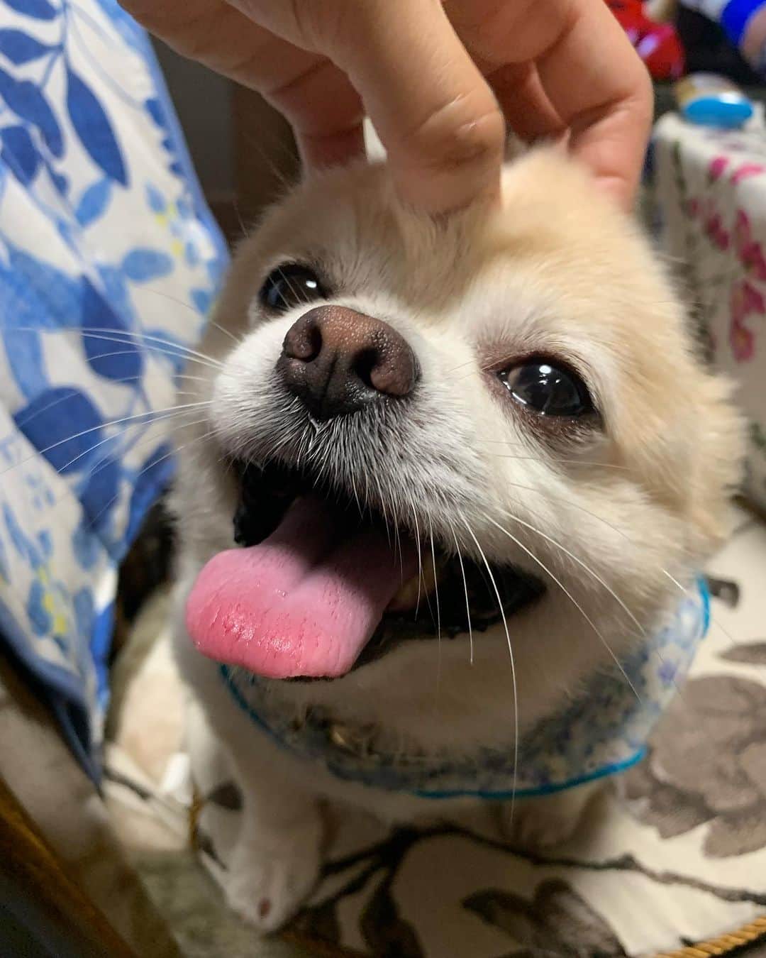 畑喜子のインスタグラム：「マジ抜群に可愛いんだけど🥰 親バカでいいんや‼️ 可愛いは正義❤️ #いぬすたぐらむ #いぬのきもち #いぬのいる暮らし #いぬバカ部 #いぬ部 #いぬのいる生活」