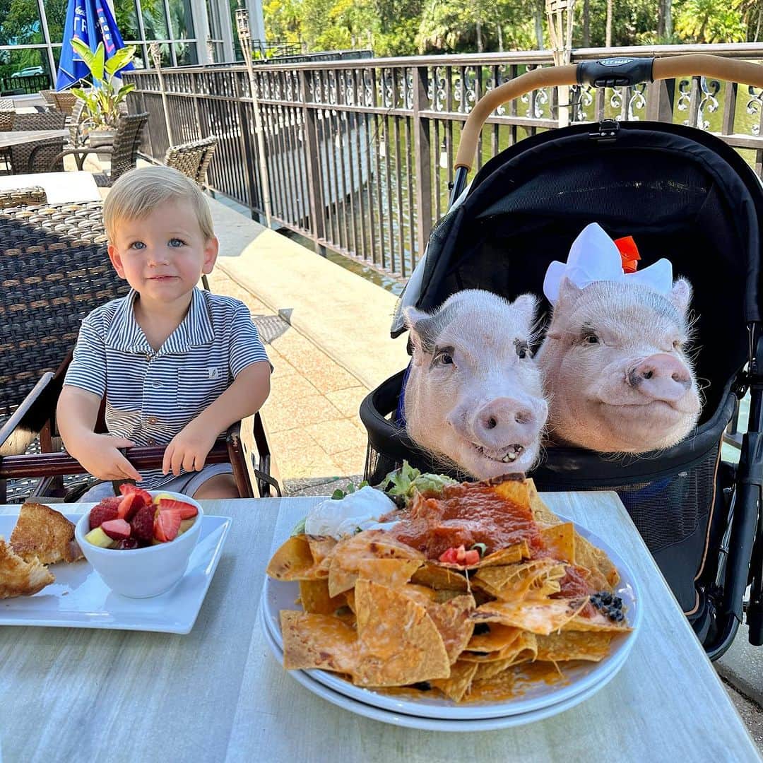 Priscilla and Poppletonのインスタグラム：「Nacho average lunch buddies, huh Mr. Qunit? I got to have lunch with TWO cute boys yesterday after school! Our baby cousin loves to make piggy noises at us! Isn’t he adorable?🐽🍴 #thethreelittlepigs #pussers #pontevedra #PrissyandPop」