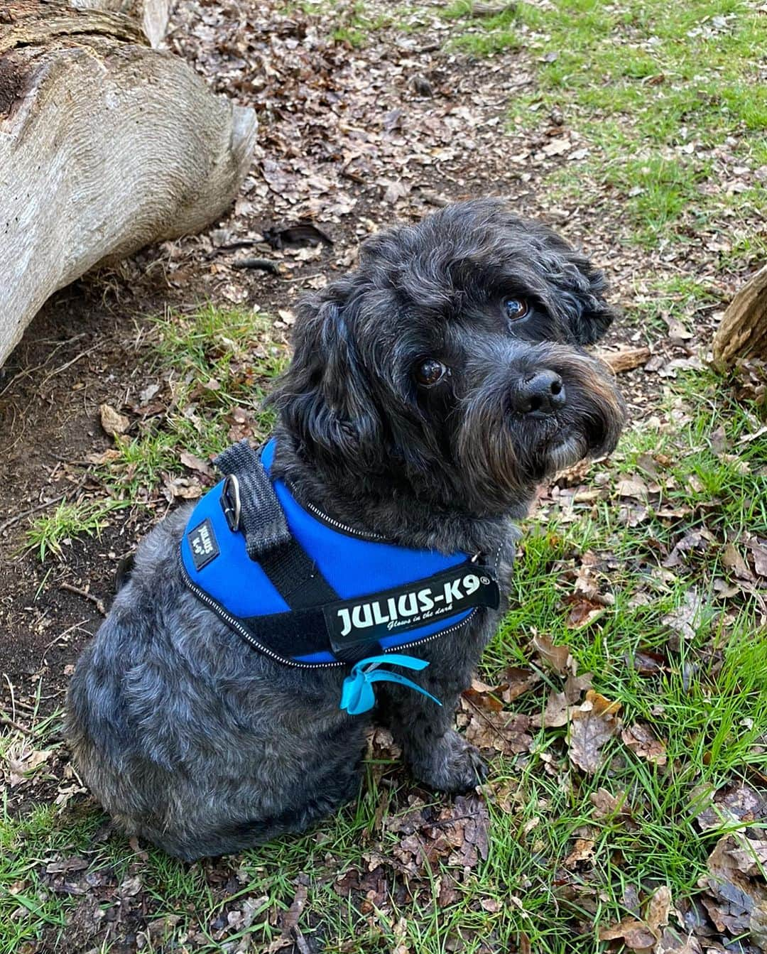 エラ・ヘンダーソンさんのインスタグラム写真 - (エラ・ヘンダーソンInstagram)「HAPPY INTERNATIONAL DOG DAY 🌻♥️🌻 🐶🐾 … Trixie has been with me ever since I was 16yrs old - right back to the start of my career! She is my little cheerleader through life & my best friend! Love you Trix!!! Still cute as ever!! 😘💕 x.  Mummy xxx (Ps. Make sure you comment & tag me in your fave doggy pics!!)   #internationaldogday #pooch #dogsofinstagram」8月26日 23時12分 - official_ellahenderson