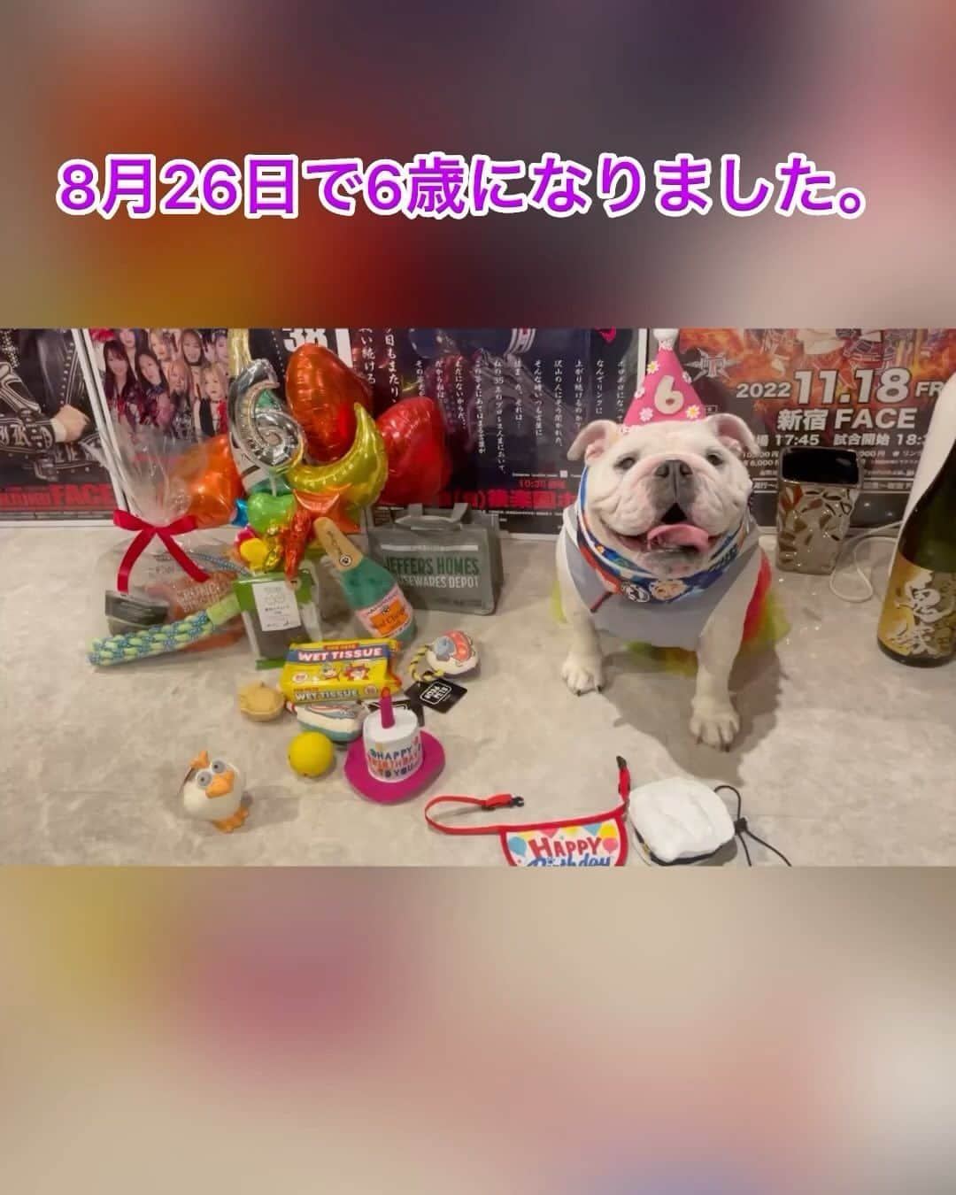 堀田祐美子のインスタグラム：「いつもふうらを可愛がってくれてありがとうございます。6歳も宜しくお願いします。ふぅら母より  @yumiko_hotta  @t_hearts2020  #堀田祐美子 #yumikohotta  #prowrestling  #プロレス #womansprowrestling  #女子プロレス  #hearts82 #thearts  #ブルドッグ #イングリッシュブルドッグ #ブルドッグふぅら  #お誕生日おめでとう」