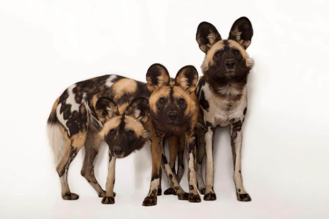 Joel Sartoreさんのインスタグラム写真 - (Joel SartoreInstagram)「The social structure of African wild dog packs is truly fascinating. Dominated by a matriarch, only the alpha pair breeds. When pups are born, they take priority, even over the alphas, with every member of the pack taking a back seat to ensure that the pups are fed and well cared for. Similarly, if a pack member is ill, injured, or elderly, the rest of the pack will care for and feed them, making sure they have what they need to survive. This unique ranking system creates peace among the pack, and there is almost never any fighting over food amongst African wild dogs. Photo taken @theomahazoo.   #WorldAfricanPaintedDogDay #wilddog #African #trio #dogs #wild #spots #painted #painteddog #animal #animals #wildlife #animalphotography #wildlifephotography #studioportrait #PhotoArk @insidenatgeo」8月26日 23時19分 - joelsartore