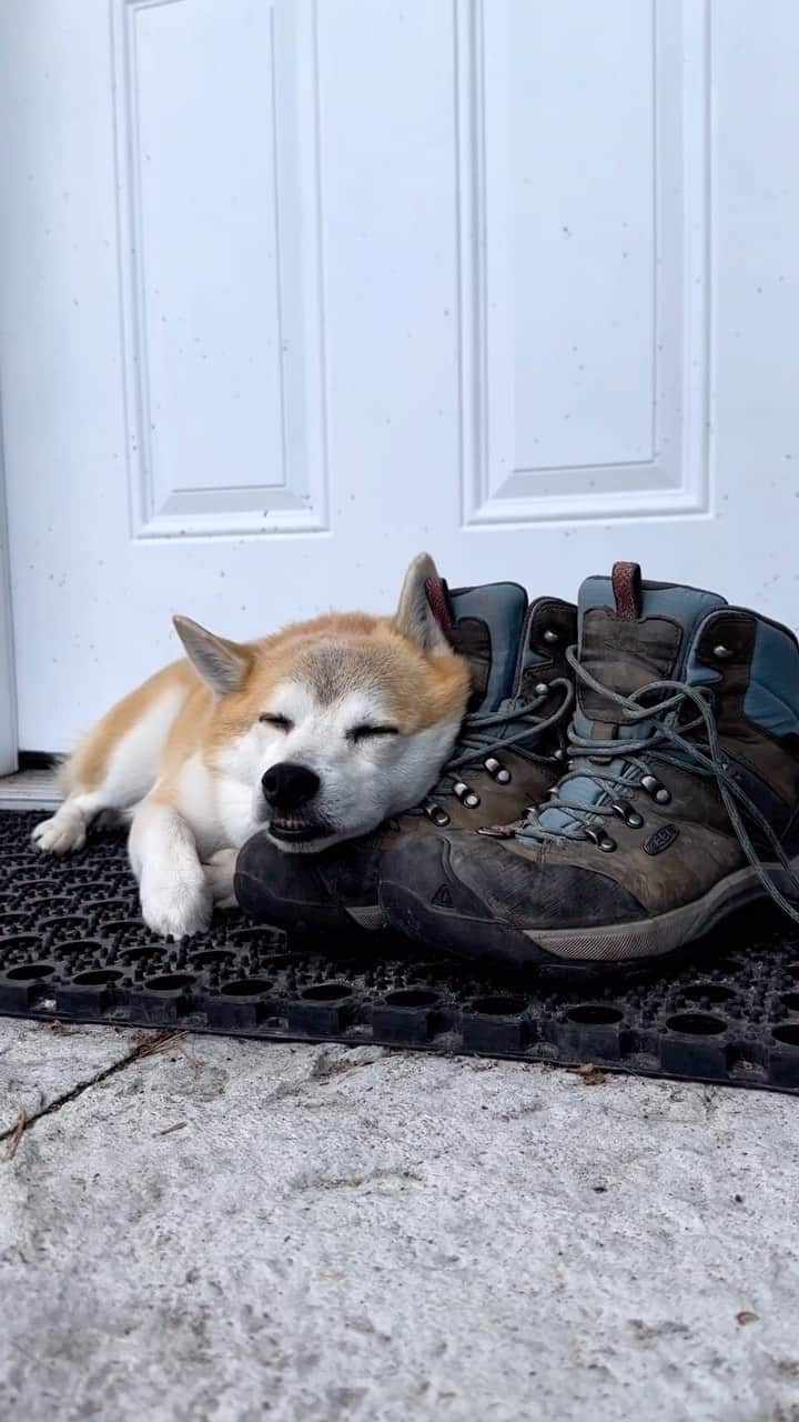 キーンのインスタグラム：「We’ll never miss an opportunity to appreciate our four-legged adventure buddies 💛🐶 Happy #NationalDogDay!  🎥: @pck.adventures 🔊: @pennythegingercat  #KEEN #DogsofKEEN」