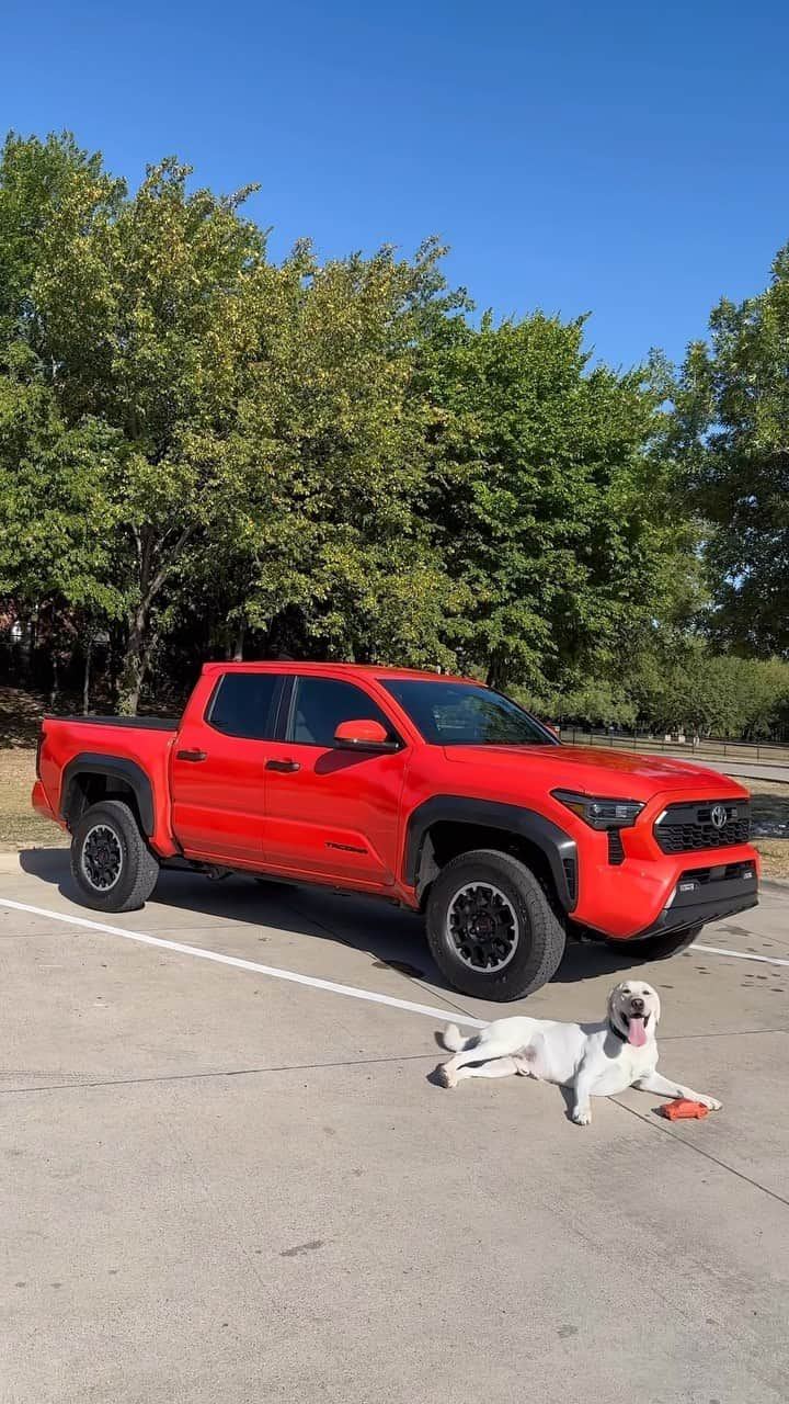 toyotausaのインスタグラム：「When your dog wants their own #Tacoma. #Toyota #TRD #NationalDogDay #LetsGoPlaces」