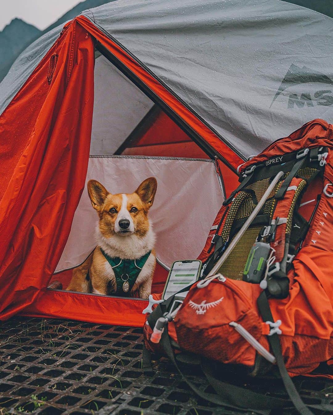 オスプレーのインスタグラム：「Celebrating International Dog Day with Kaia and Nicol 🐾❤️🎒   Looking to take your best (canine) friend into the backcountry? #OspreyAmbassador Nicol Nguyen shares what she's learned from backpacking with her adventure corgi, Kaia – read her top tips via the link in our Stories!  #OspreyPacks #OspreyAmbassador」