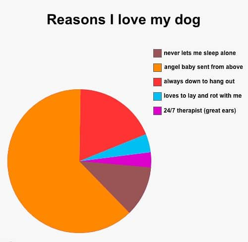 BarkBoxのインスタグラム：「just sharing some reasons we love dogs this national dog day 🐶 comment ur reasons down below so we can add to our CHART for next year 📊  #nationaldogday」