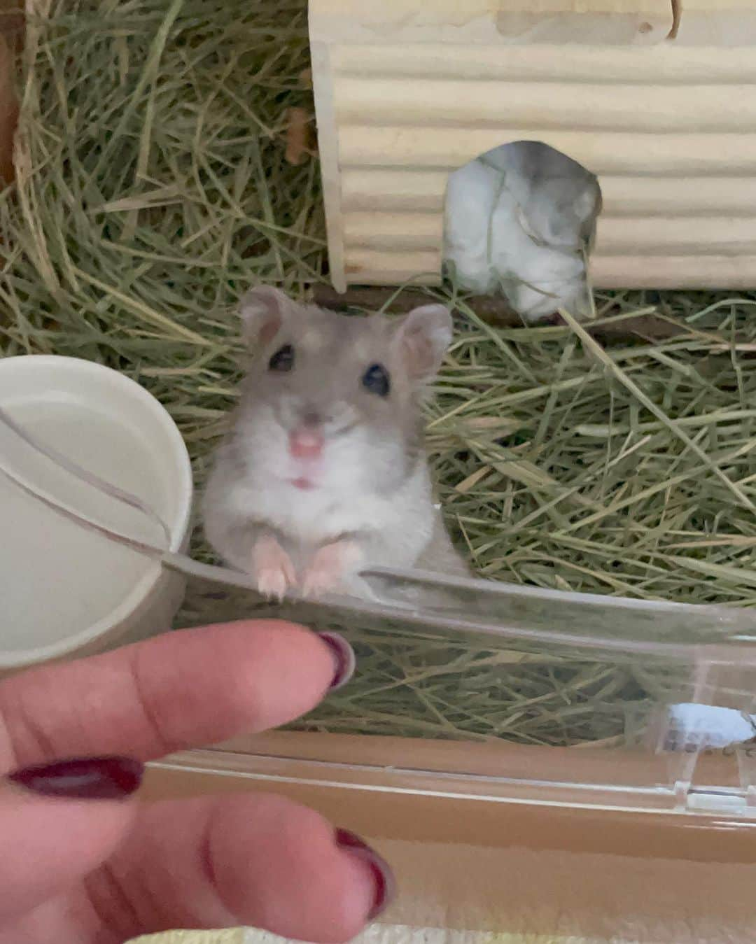 MAIのインスタグラム：「私の愛しのぱむたん🐹  今実家にいるから 毎日会いたいって思う。 帰省するたびとっても喜んでくれるし、覚えててくれるの😭  #ジャンガリアンハムスター #ジャンガリアンブルーサファイア #ぱむ　#ハムスター」