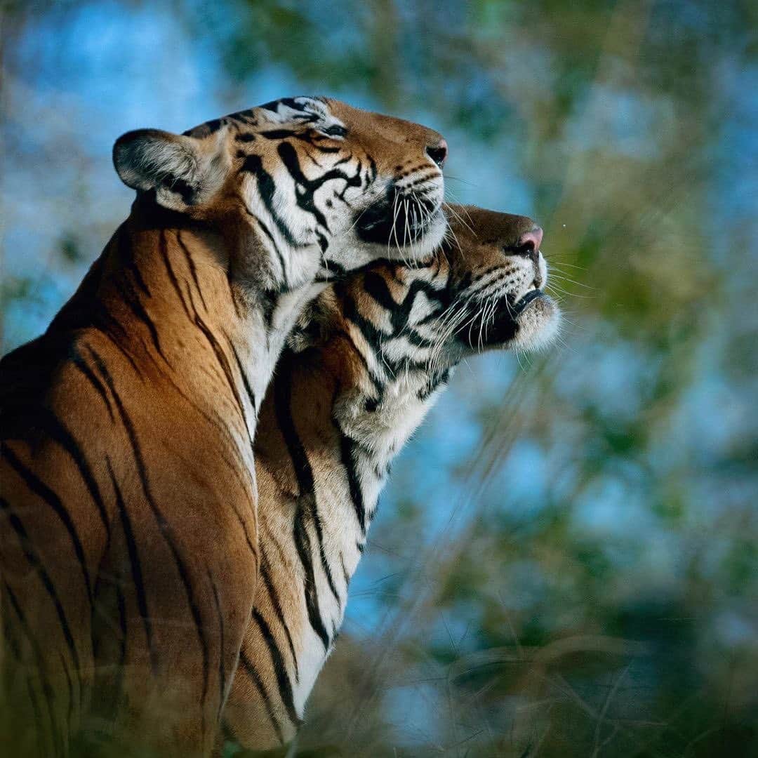 Black Jaguar-White Tiger さんのインスタグラム写真 - (Black Jaguar-White Tiger Instagram)「#Magnanimous  Pics by @mithunhphotography」8月27日 0時25分 - blackjaguarwhitetiger
