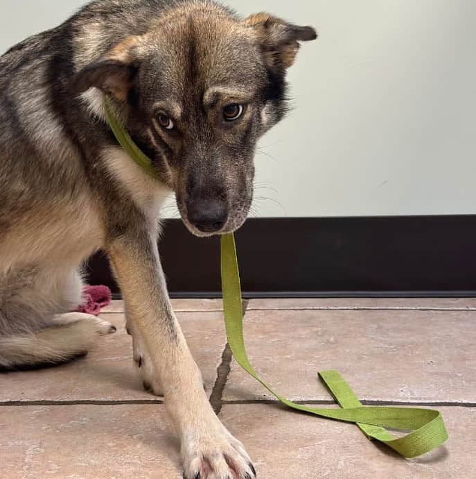 DogsOf Instagramさんのインスタグラム写真 - (DogsOf InstagramInstagram)「Today is #nationaldogday! A wonderful way to celebrate the love of our furry family members is by giving back to rescue dogs in need like sweet baby Macie here 💛  After enduring unspeakable horrors during her first year of life where she was force-fed rat poison, sweet puppy Marcie was dumped on the doorstep of a local pet business, covered in scars and old wounds from being repeatedly tortured. Shortly after her arrival, Marcie became life-threateningly ill, and it was discovered that her cruel abuser had force-fed her rat poison in an attempt to end her life.  Marcie will remain in the hospital for several days before we can say for sure that she is out of the woods. The antidote for rat poison is Vitamin K, which she has already started taking. The total estimated cost of Marcie’s care is $4,000. While this is a large sum, no amount is too great a price to pay if it means saving Marcie’s life.   If you are able, please consider donating any items from Marcie’s @welovecuddly wishlist of supplies at our #linkinbio to ensure she has everything she needs to heal We are eternally grateful for any contribution you could make to help us cover the cost of her life-saving care. We’ll continue to update you on Marcie’s condition as she recovers. Thank you for your compassion and generosity. ❤️‍🩹 Donate and support Macie at our link in bio!  Incidentally, Marcie’s survey X-rays also showed multiple metallic pellets (BB bullets) under her skin. Our hearts hurt thinking about the torment she and her brothers were subjected to.  Marcie did not deserve the hand she was dealt, and we have no doubt that we have only scratched the surface of the horrors she has lived through, but we are hopeful that brighter days are ahead for this sweet girl.  You can support Macie and our giveback rescues through @welovecuddly at our link in bio ❤️  #giveback #nationaldogday #dogday #rescuedogs #rescuedogsinneed #supportanimalrescue」8月27日 0時50分 - dogsofinstagram