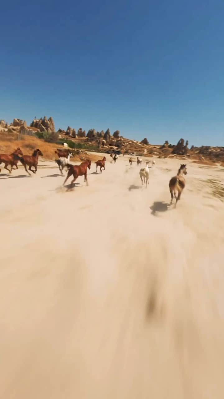 Earth Picsのインスタグラム：「@reme_martyr flying with the horses in Goreme!  Cappadocia, Turkey’s renowned region, is famous for its iconic fairy chimney rock formations. However, beyond this, the region has a more untamed aspect that involves horses. Roaming the area are wild horses known as “yilki,” which also inhabit the regions of Samsun, Usak, Afyonkarahisar, and Karaman. Their history is fascinating: dating back to the Mongol Empire era, farmers utilized these horses for plowing and cart-pulling. During winter, to conserve resources, they would set the horses free to fend for themselves. When spring returned the following year, the horses were retrieved for work, having grown stronger through their semi-wild state. The term “yilki” translates literally to “a horse that has been released to nature.” As modernization progressed, their numbers increased, but their practical role in daily life diminished.  🎥 @reme_martyr  📍Türkiye 🇹🇷」