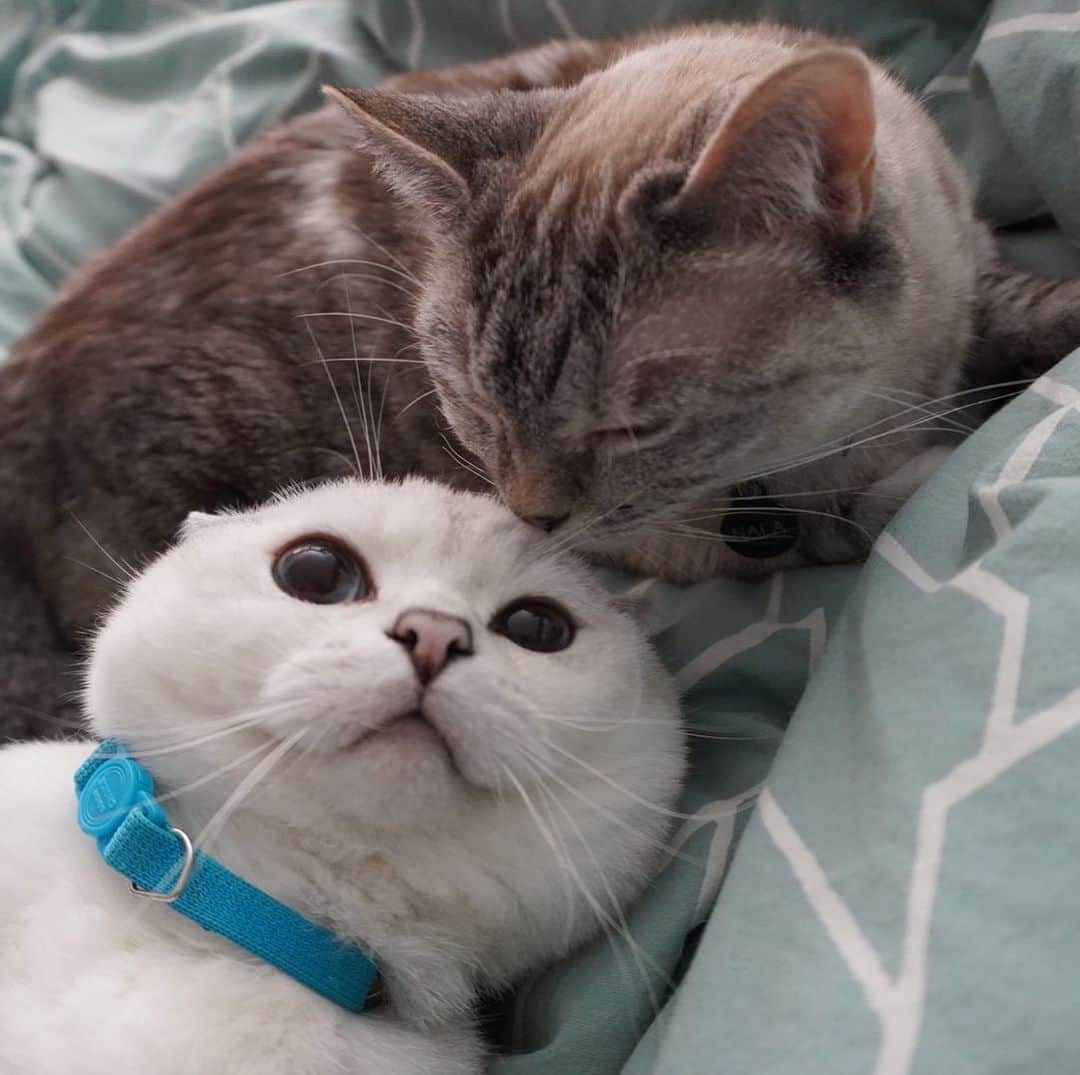ミスター・ホワイトのインスタグラム：「Giving @white_coffee_cat kisses   #love #meow #cute #cat」