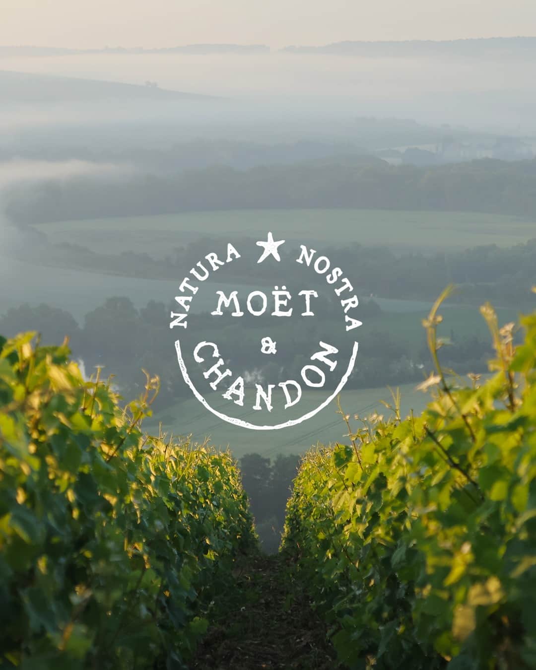 Moët & Chandon Officialのインスタグラム：「Today, Moët & Chandon takes a global ecosystem approach by managing not only vineyards but estates that consider nature in its entirety, biodiversity and its preservation – vines, but also forests, grasslands, ponds, flora, and fauna. ⁣ ⁣ #NaturaNostra #MoetChandon ⁣ ⁣ This material is not intended to be viewed by persons under the legal alcohol drinking age or in countries with restrictions on advertising on alcoholic beverages. ENJOY MOËT RESPONSIBLY.」