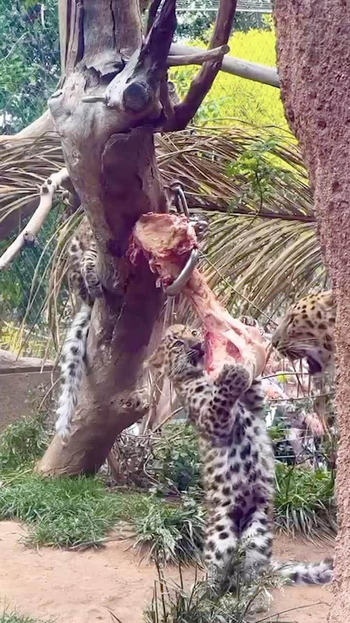 San Diego Zooのインスタグラム：「Carnivore mentality: what’s yours is mine and what’s mine is mine   For predators, beef shanks are a part of a well-balanced diet that supports physical health, encourages applicable social interactions, and stimulates healthy cognition. This experience allows these young leopard cubs to hone their innate skills while encouraging lifelong learning and growth.  #AmurLeopard #Cubs #Siblings #SanDiegoZoo」