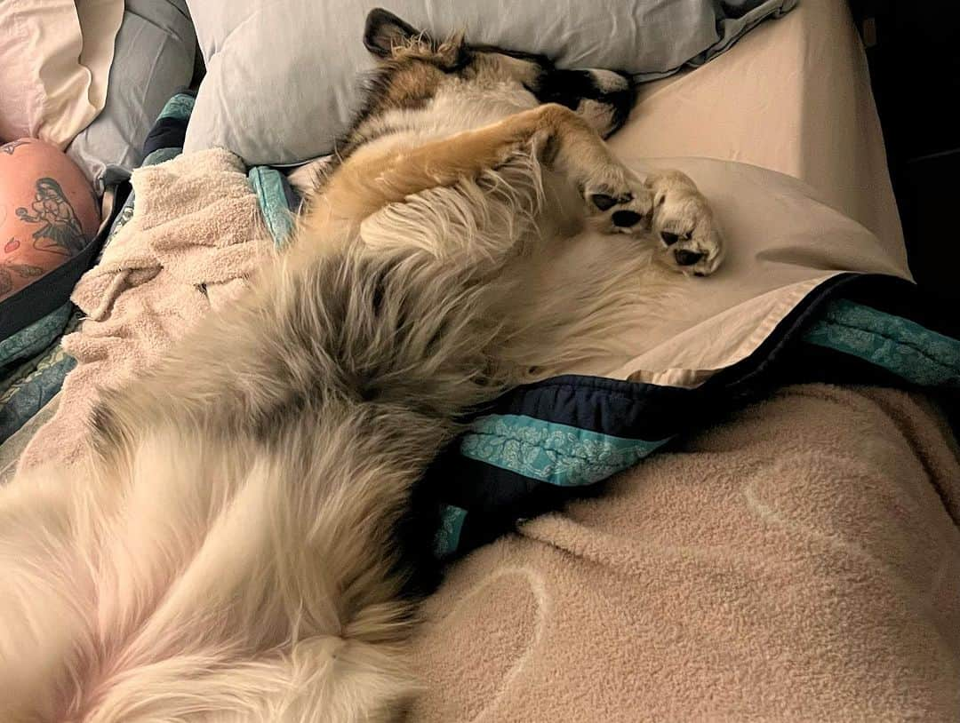 ジョディ・スウィーティンさんのインスタグラム写真 - (ジョディ・スウィーティンInstagram)「I hear it’s #nationaldogday today?  Isa says she’ll celebrate by taking naps, getting snugs, and eating treats… like every day.   #adoptdontshop #rescuedog @shadowhuskyrescue ❤️❤️」8月27日 1時52分 - jodiesweetin