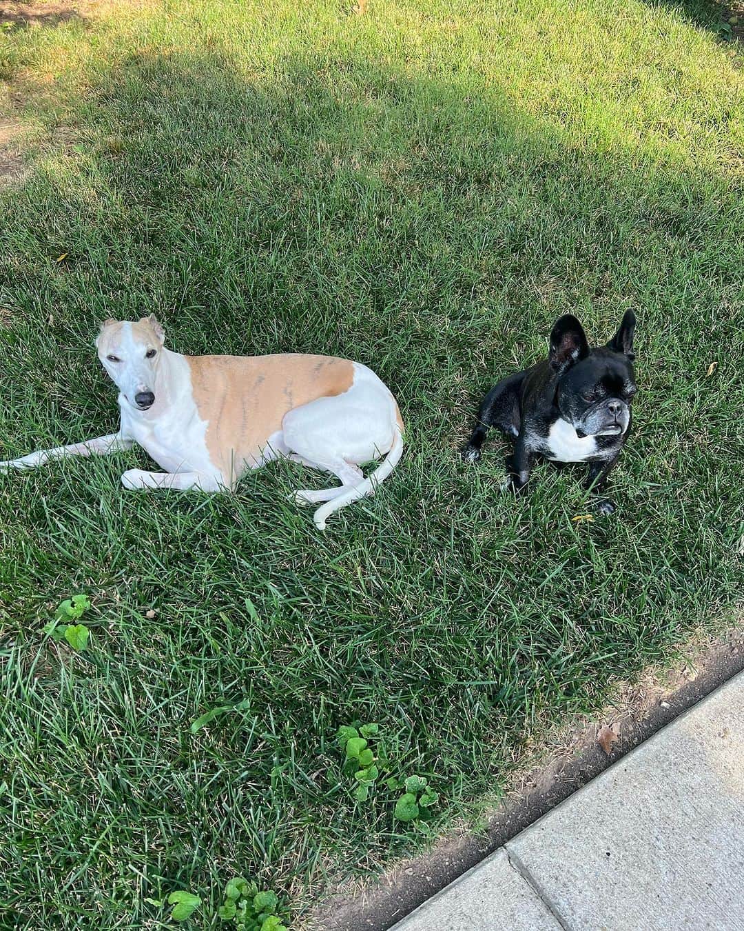 キャサディー・ポープさんのインスタグラム写真 - (キャサディー・ポープInstagram)「#nationaldogday is every day 🥰」8月27日 1時58分 - cassadeepope