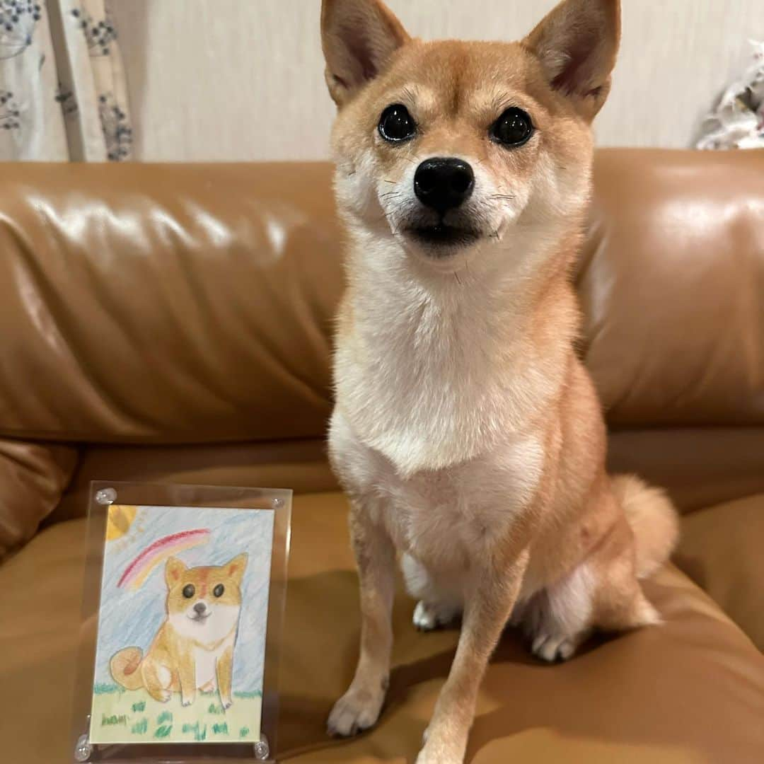 西山喜久恵さんのインスタグラム写真 - (西山喜久恵Instagram)「🐕 きょうのわんこ30周年特別編‼️ 小学生ナレーター、すみれちゃんのナレーションにめざましどようびのメンバー全員が心打たれました‼️ 原稿を暗記するほど、何度も何度も練習して録音に臨んだすみれちゃん🌸 小学一年生とは思えない集中力とわんこへの想いが視聴者の皆さんにも伝わった事でしょう。 録音が終わった後、すみれちゃんからサプライズのプレゼントを貰いました‼️ 何と私の飼い犬ハル🐕の絵を描いてくれていたんです。私のインスタの写真を見て、何度も描き直し完成させた絵は、ハル🐕にそっくり‼️ 本当にありがとう😊 すみれちゃんの才能にビックリさせられっぱなしです😆 優しく見守ってくれているお母さんとライラ🐕の存在が、これからもすみれちゃんの頑張りを支えてくれるに違いありません。 私もすみれちゃんに負けないよう、もっとナレーション頑張りますね‼️  #めざましテレビ  #きょうのわんこ #30周年特別編 #小学生ナレーター #めざましどようび #豆柴ハル #キクちゃん、すーちゃんの仲 #奇跡の出逢いに感謝」8月27日 2時02分 - kikue_nishiyama