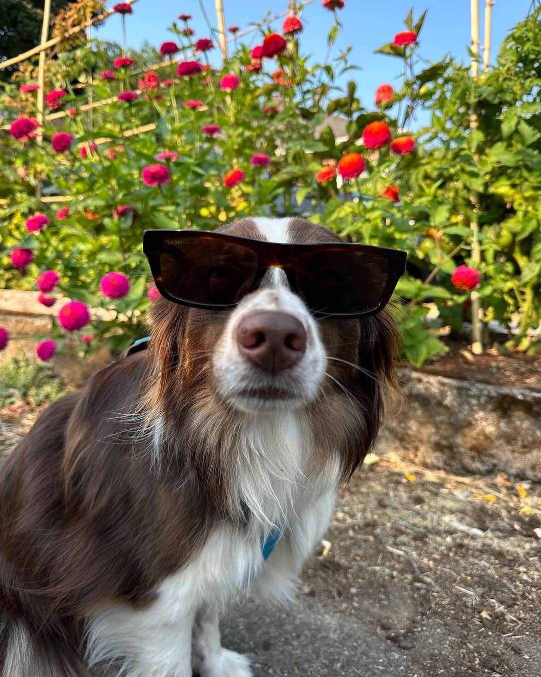 Smithさんのインスタグラム写真 - (SmithInstagram)「#InternationalDogDay is just another day at the office for us at Smith. Our four-legged coworkers bring joy and endless tail wags to our pup-friendly workspace.」8月27日 2時07分 - smithoptics