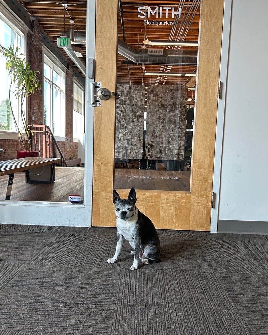 Smithさんのインスタグラム写真 - (SmithInstagram)「#InternationalDogDay is just another day at the office for us at Smith. Our four-legged coworkers bring joy and endless tail wags to our pup-friendly workspace.」8月27日 2時07分 - smithoptics