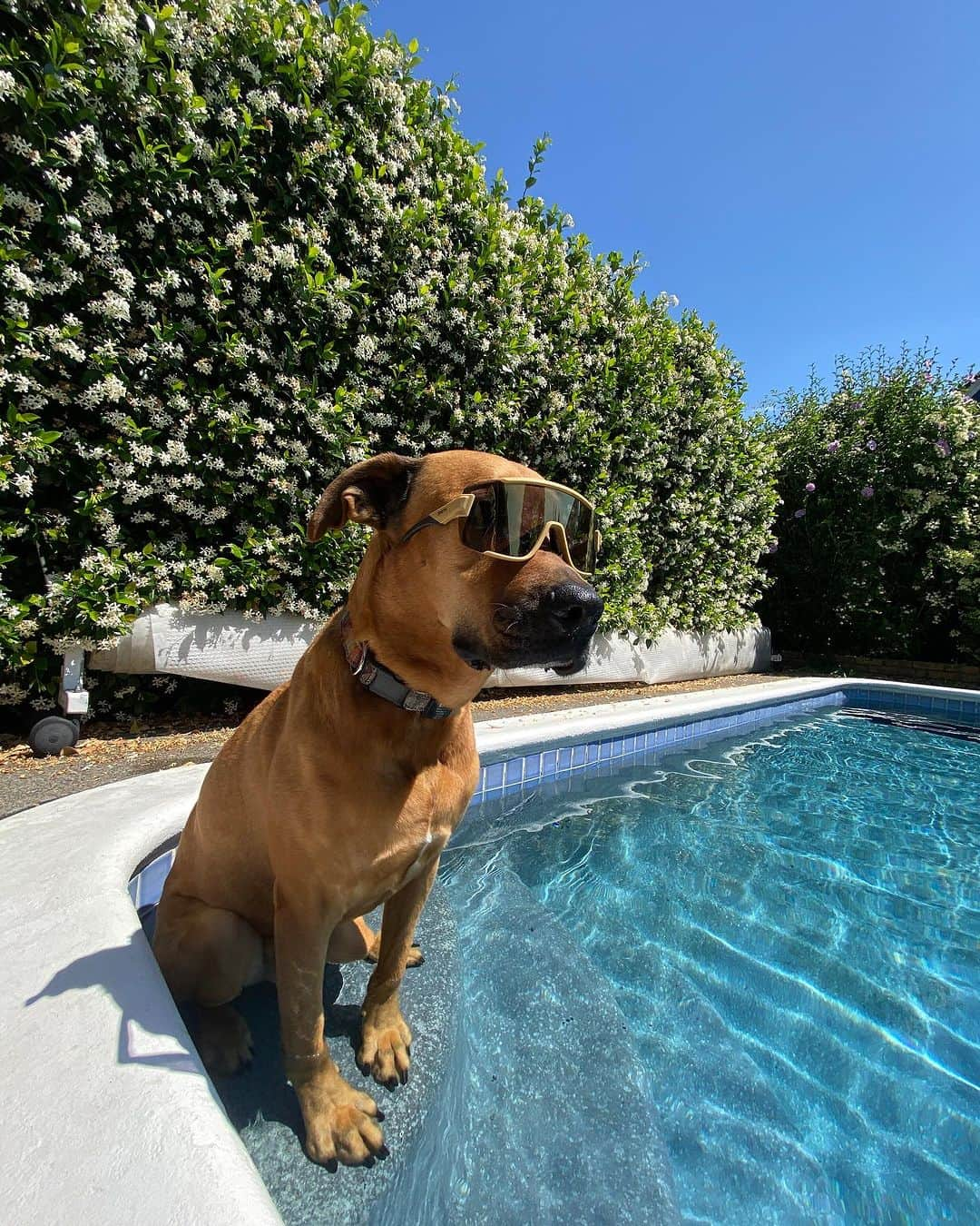 Smithさんのインスタグラム写真 - (SmithInstagram)「#InternationalDogDay is just another day at the office for us at Smith. Our four-legged coworkers bring joy and endless tail wags to our pup-friendly workspace.」8月27日 2時07分 - smithoptics