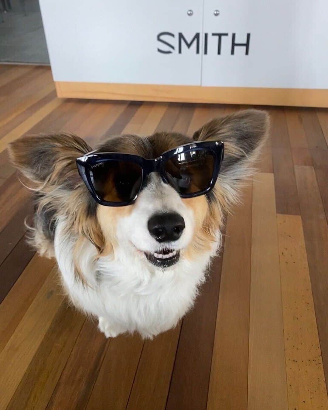 Smithさんのインスタグラム写真 - (SmithInstagram)「#InternationalDogDay is just another day at the office for us at Smith. Our four-legged coworkers bring joy and endless tail wags to our pup-friendly workspace.」8月27日 2時07分 - smithoptics