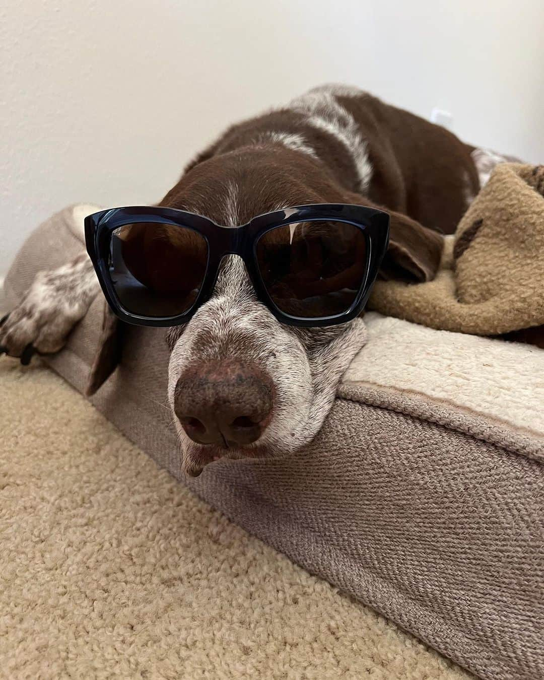 Smithさんのインスタグラム写真 - (SmithInstagram)「#InternationalDogDay is just another day at the office for us at Smith. Our four-legged coworkers bring joy and endless tail wags to our pup-friendly workspace.」8月27日 2時07分 - smithoptics