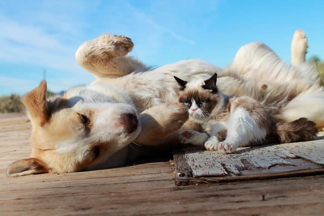 Grumpy Catのインスタグラム：「#NationalDogDay on #Caturday?  Yuck.」