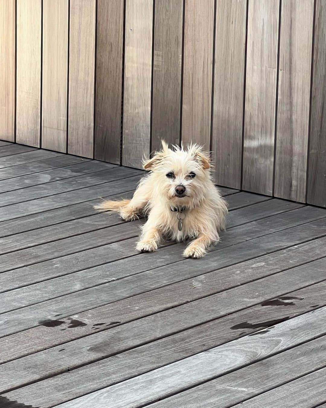 のインスタグラム：「Happy #nationaldogday to Izzy. We love you so much. Your snuggles, endless fetch games and even your stinky breath is something we all live for. Sending love to all the other pups out there. 🐕 🐶 ❤️ @tobiessmalldogrescue 💛」