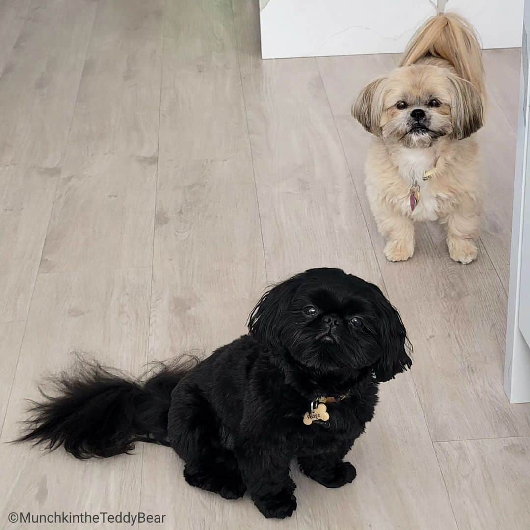 Original Teddy Bear Dogのインスタグラム：「#NationalDogDay 🐶🥰🐶🥰」