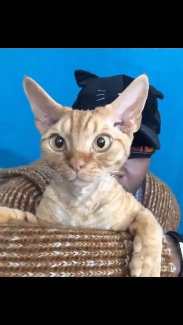 MSHO™(The Cat Rapper) のインスタグラム：「Happy Caturday! I just wanted to share this video with y’all. You know…….. I been trying for years to make you smile and just to spread the love. It’s been a long journey for me. Lots of love and lots of rejection but we are still here and trying. I used to make these videos just to remind the people that we are always here for you.. just wanted y’all to know we love you. Happy Caturday. I cried posting this.. y’all just don’t know how it makes me feel. Love you ❤️ #TheCatRapper #CatMan #CatMom #CatDad #CatLady #MoGang」