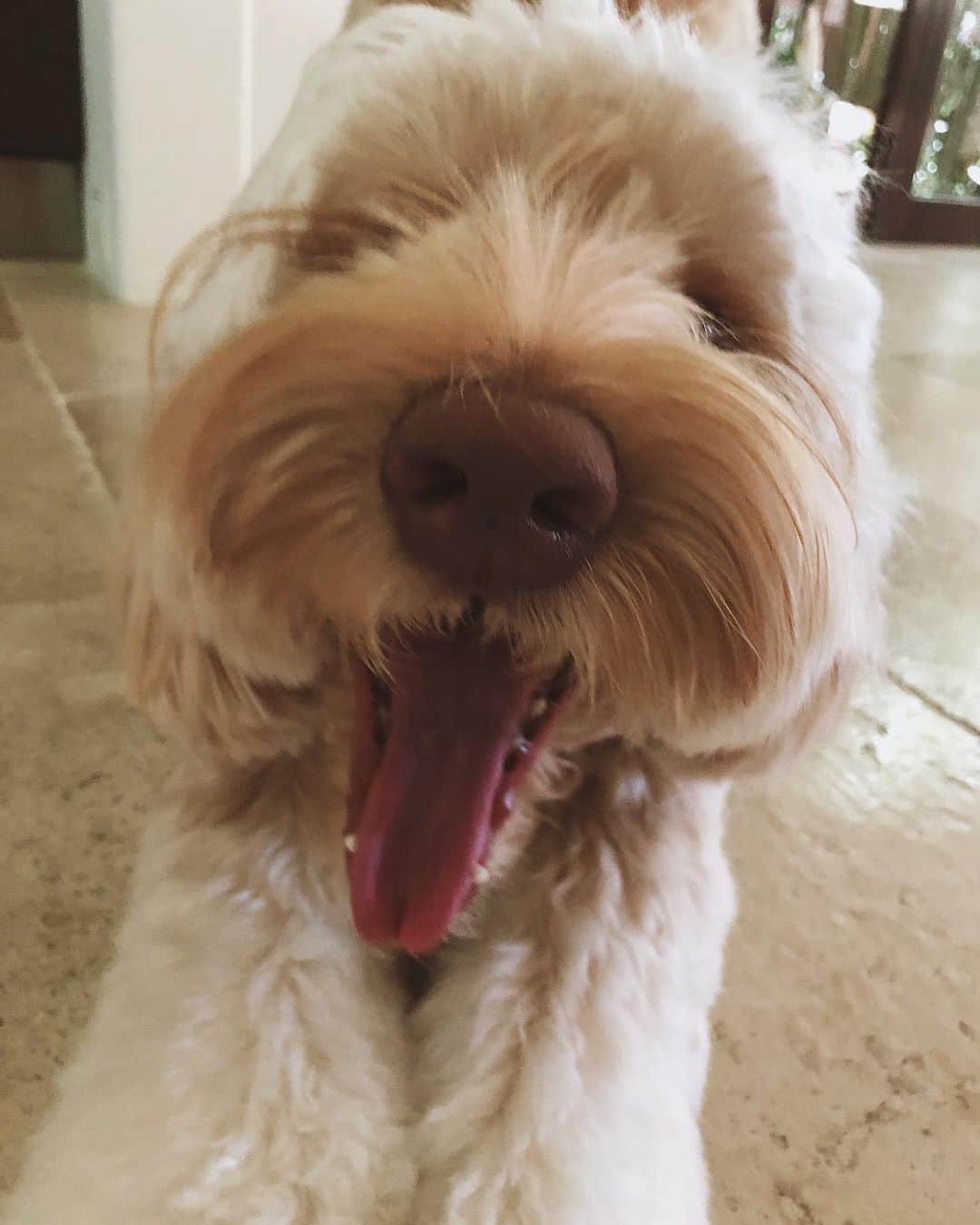 ハル・ベリーのインスタグラム：「Behind every strong woman are her dogs following her to the bathroom. Happy National Doggies Day everybody!」