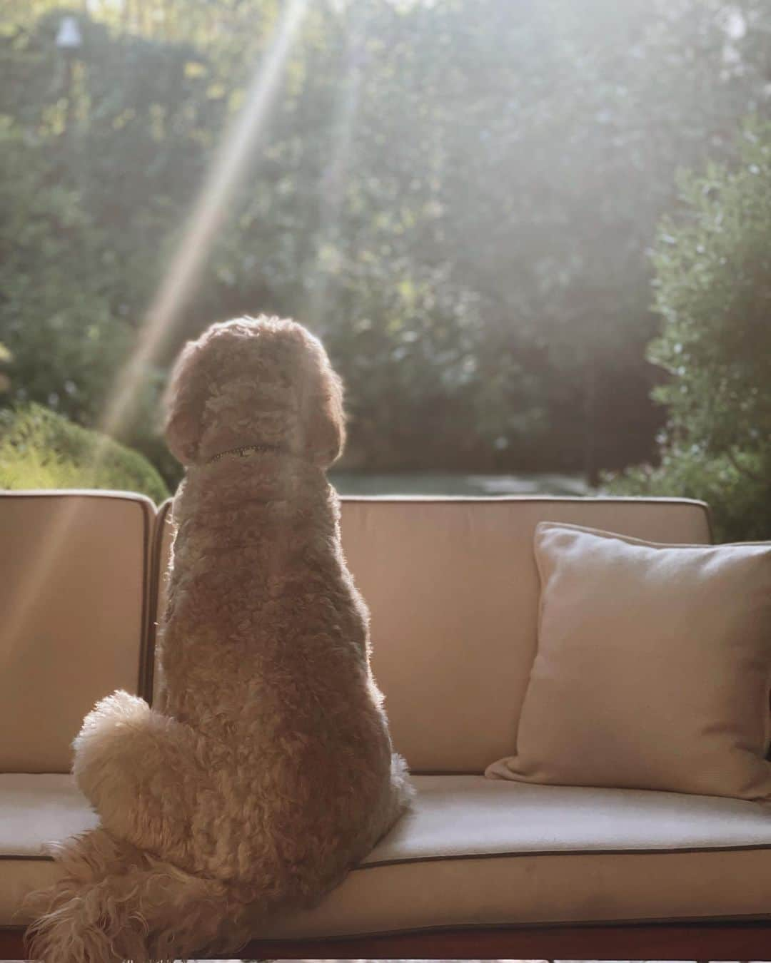 ハル・ベリーさんのインスタグラム写真 - (ハル・ベリーInstagram)「Behind every strong woman are her dogs following her to the bathroom. Happy National Doggies Day everybody!」8月27日 4時03分 - halleberry