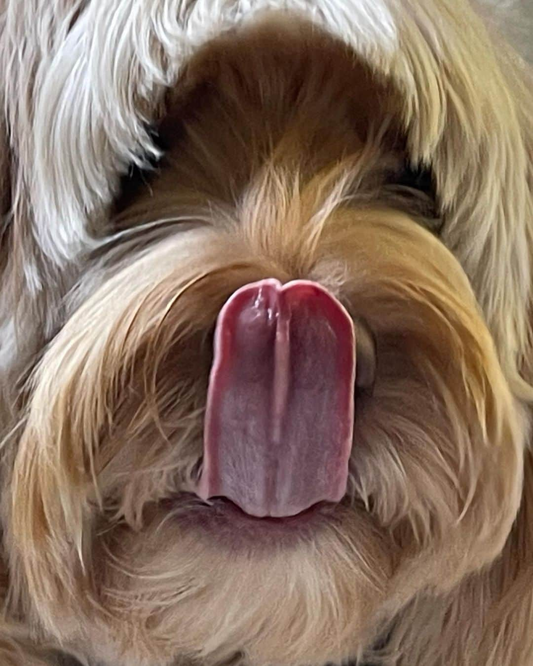 ハル・ベリーさんのインスタグラム写真 - (ハル・ベリーInstagram)「Behind every strong woman are her dogs following her to the bathroom. Happy National Doggies Day everybody!」8月27日 4時03分 - halleberry