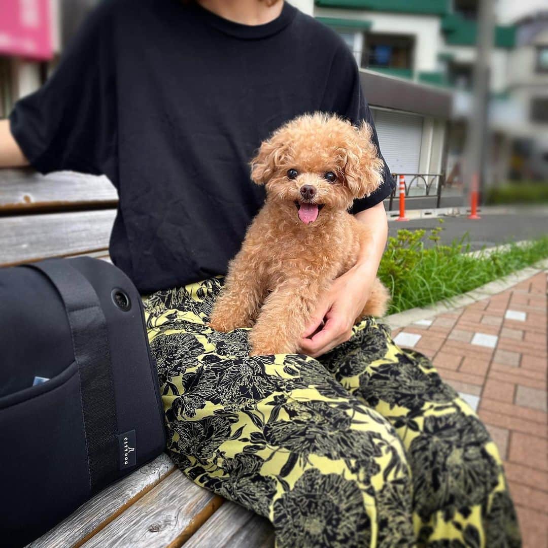 ふわさんのインスタグラム写真 - (ふわInstagram)「おnewのバッグで病院へ 病院だけどもバッグがおnewなので なんか気分が上がります。 シンプルでお洋服にも合わせやすくお気に入りです。 @citydog_official   #citydog_jp#シティードッグ#pr #toypoodle#toypoodlegram#dogsofinstagram#instadog#doglover#doglife#cutedog#dog#fuwamama#ふわもこのふわ#ふわ#トイプードル#ふわもこ部#犬バカ部#親バカ部#犬のいる暮らし#いぬすたぐらむ」8月27日 13時35分 - huwayama