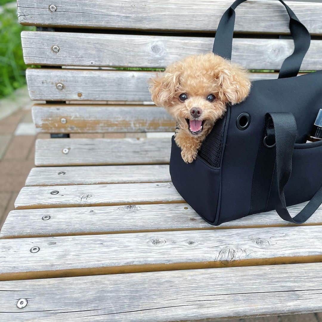 ふわさんのインスタグラム写真 - (ふわInstagram)「おnewのバッグで病院へ 病院だけどもバッグがおnewなので なんか気分が上がります。 シンプルでお洋服にも合わせやすくお気に入りです。 @citydog_official   #citydog_jp#シティードッグ#pr #toypoodle#toypoodlegram#dogsofinstagram#instadog#doglover#doglife#cutedog#dog#fuwamama#ふわもこのふわ#ふわ#トイプードル#ふわもこ部#犬バカ部#親バカ部#犬のいる暮らし#いぬすたぐらむ」8月27日 13時35分 - huwayama