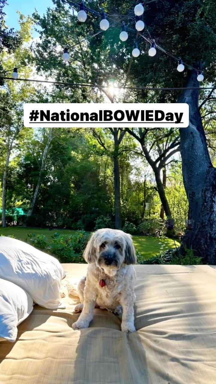 のインスタグラム：「#NationalDogDay」