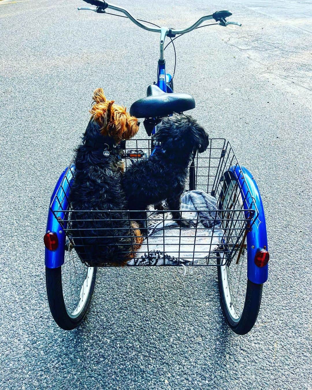 ジョン・ベンジャミン・ヒッキーのインスタグラム：「Happy National Dog Day.」