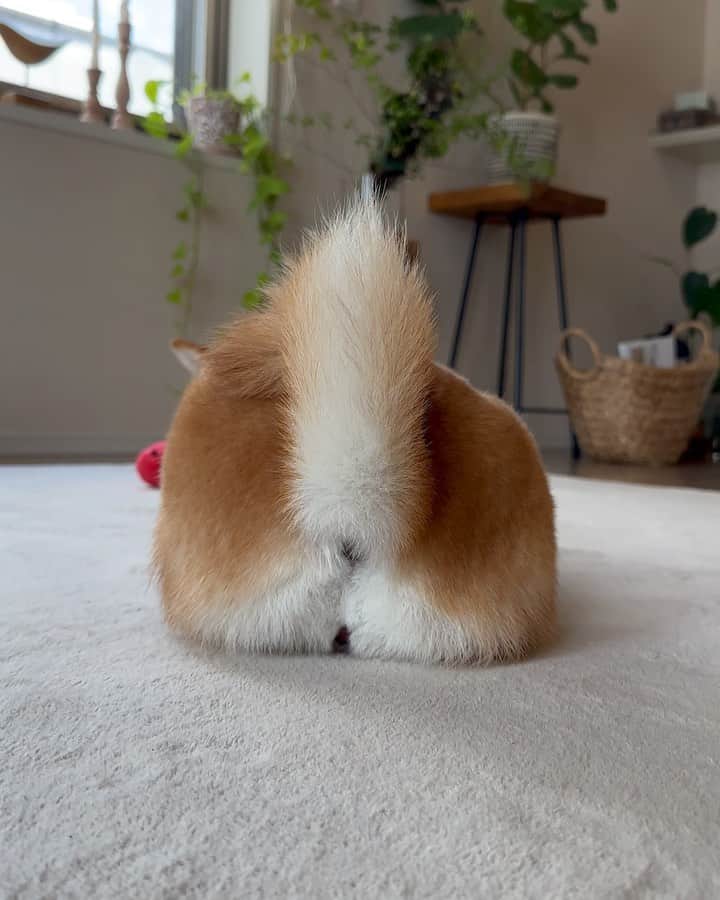 豆柴にこちゃんのインスタグラム：「🐶 おはよー  ①ケツパン🍞が揺れてるなぁ と思ったら…  ②観葉植物の落ち葉をちぎってた🍃 ※ちぎり中に葉っぱを奪おうとすると ブチギレられるのでそっと見守る  ③そしてちぎり散らかして寝た （たまの添い寝つき）  平和。  #柴犬#豆柴#mameshiba #shibastagram#japanphoto#shibainu#犬#shibainumania#犬のいる暮らし#shiba_snap#shibainupuppy#多頭飼い#dog#いぬすたぐらむ#puppy#dogstagram#instadog #doglover#pecoいぬ部#pecotv#いぬのきもち部#狗#子犬#barked#9gag#9gagpets#시바견」