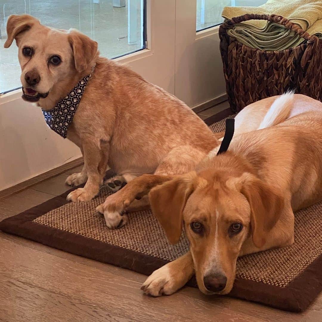 ニア・ヴァルダロスのインスタグラム：「“Happy #nationaldogday from my brother and me, sometimes we try to stick our teeth in each other’s faces.” 🐶 🐕」